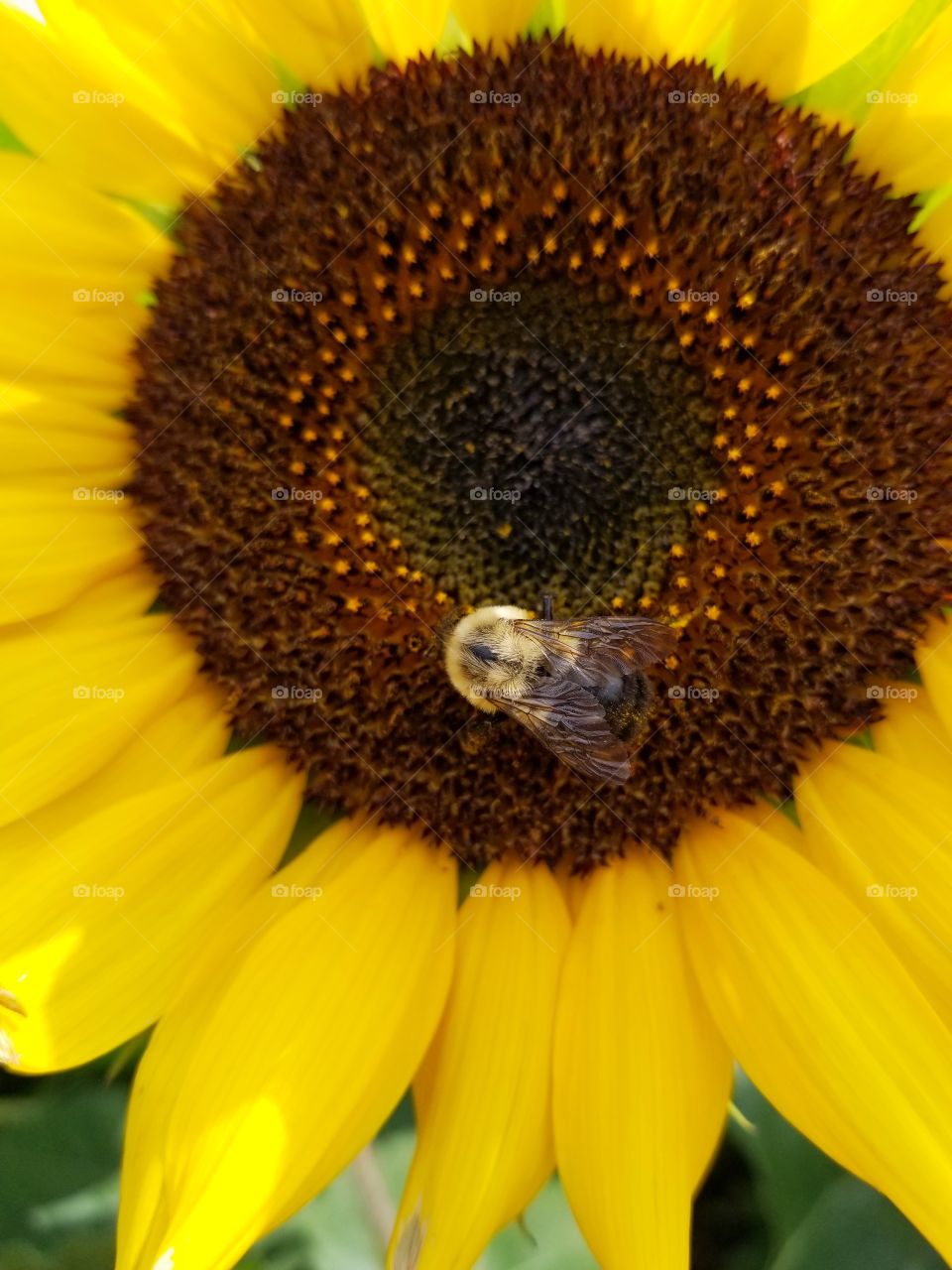 Bee of a sunflower