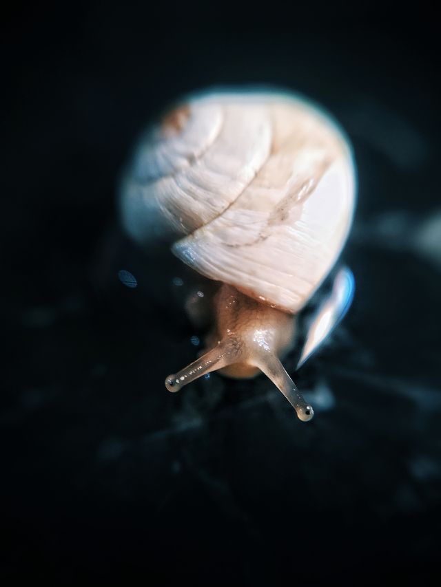 Small snail in macro