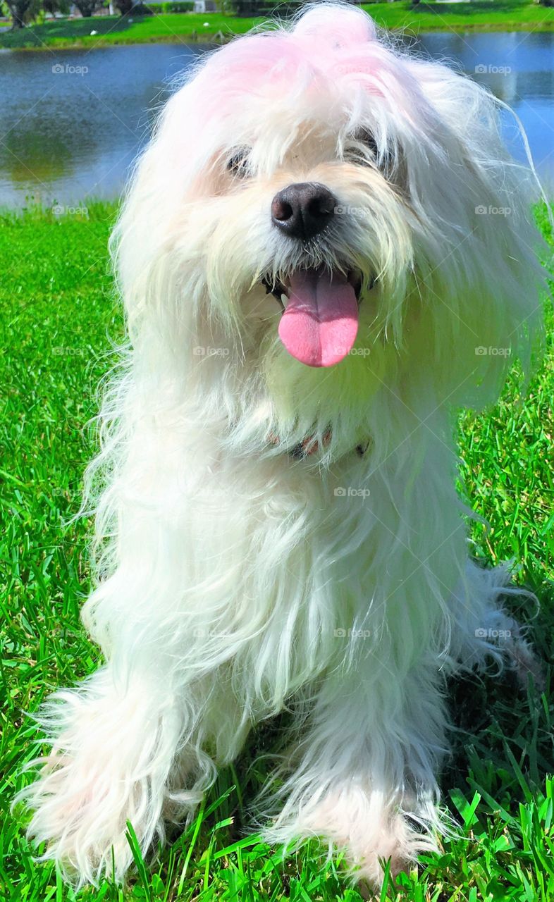 Front view of a dog sitting on grass