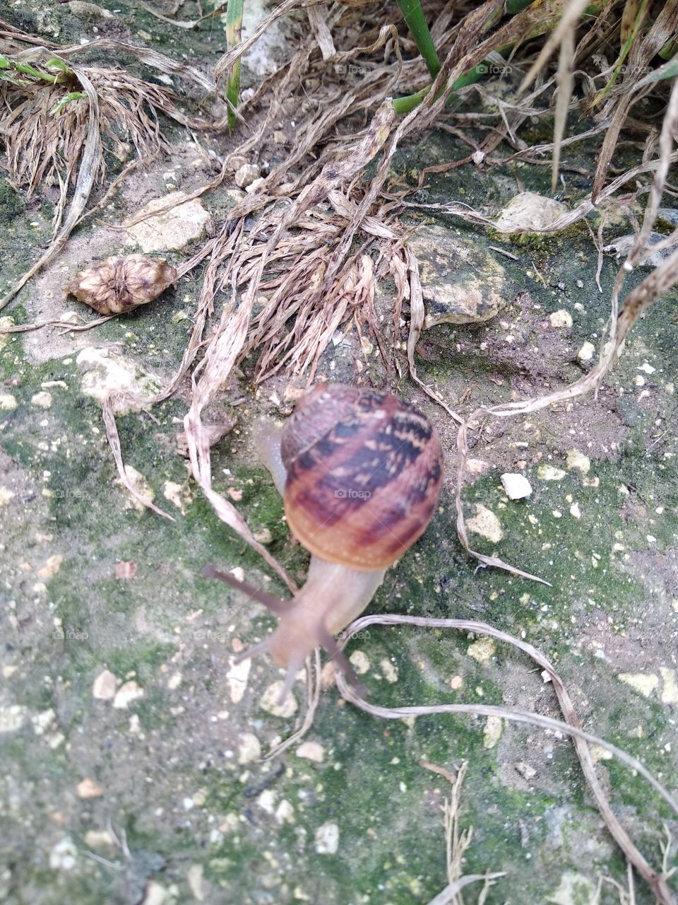 Snail