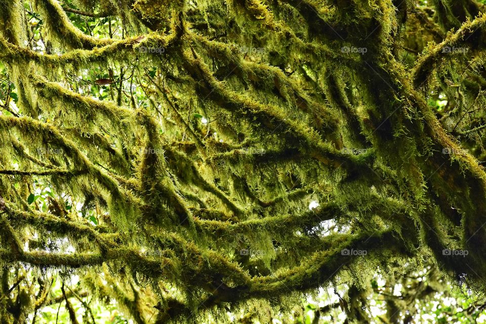 garajonay national park on la gomera canary island in Spain