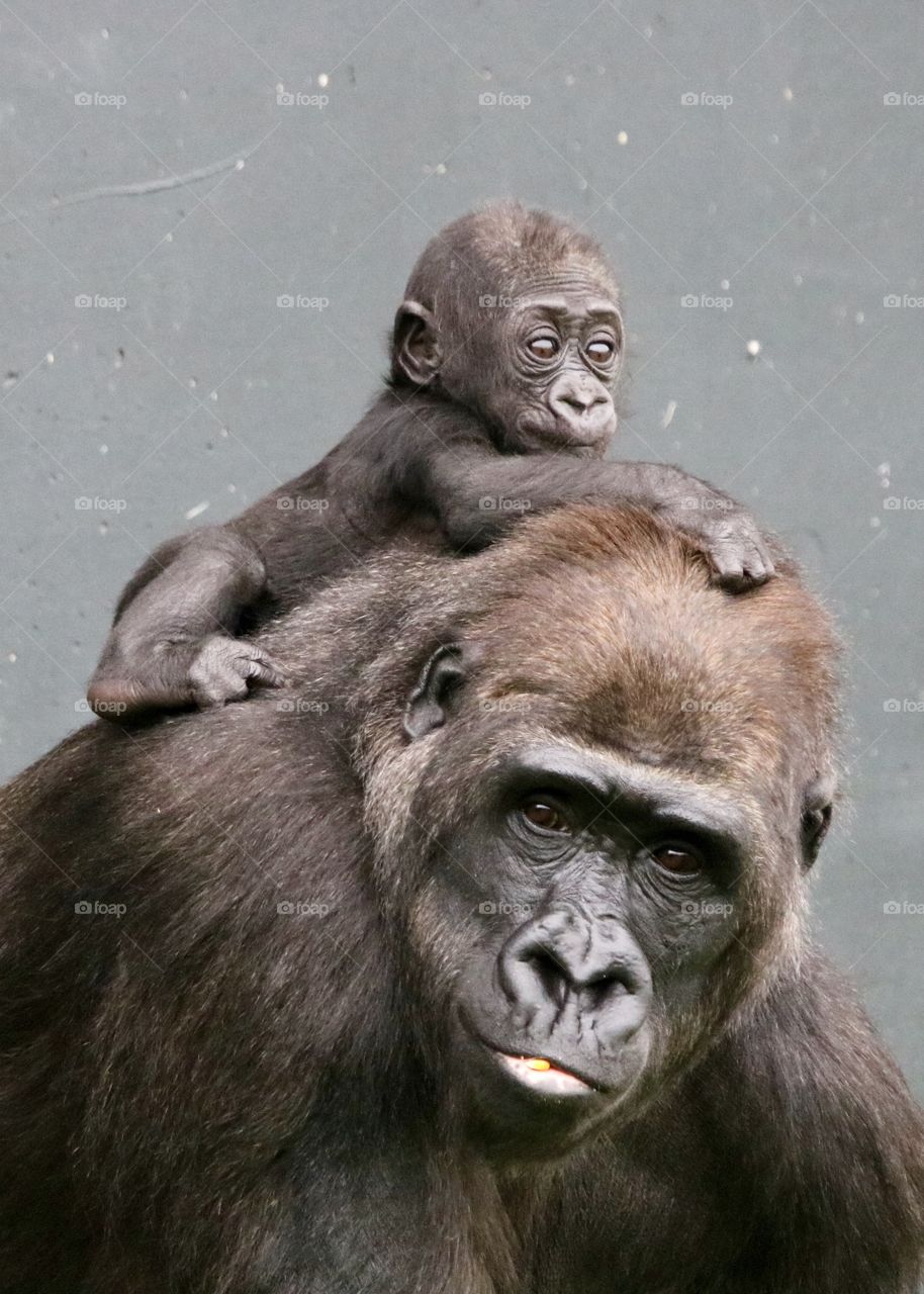 Gorilla mother with a young gorilla