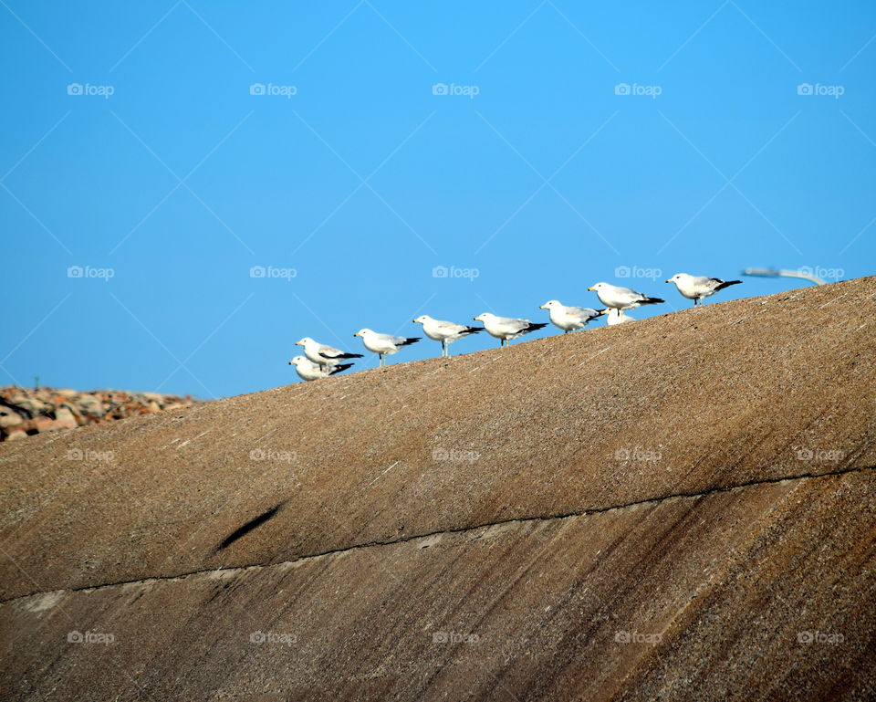Seagulls in a Row