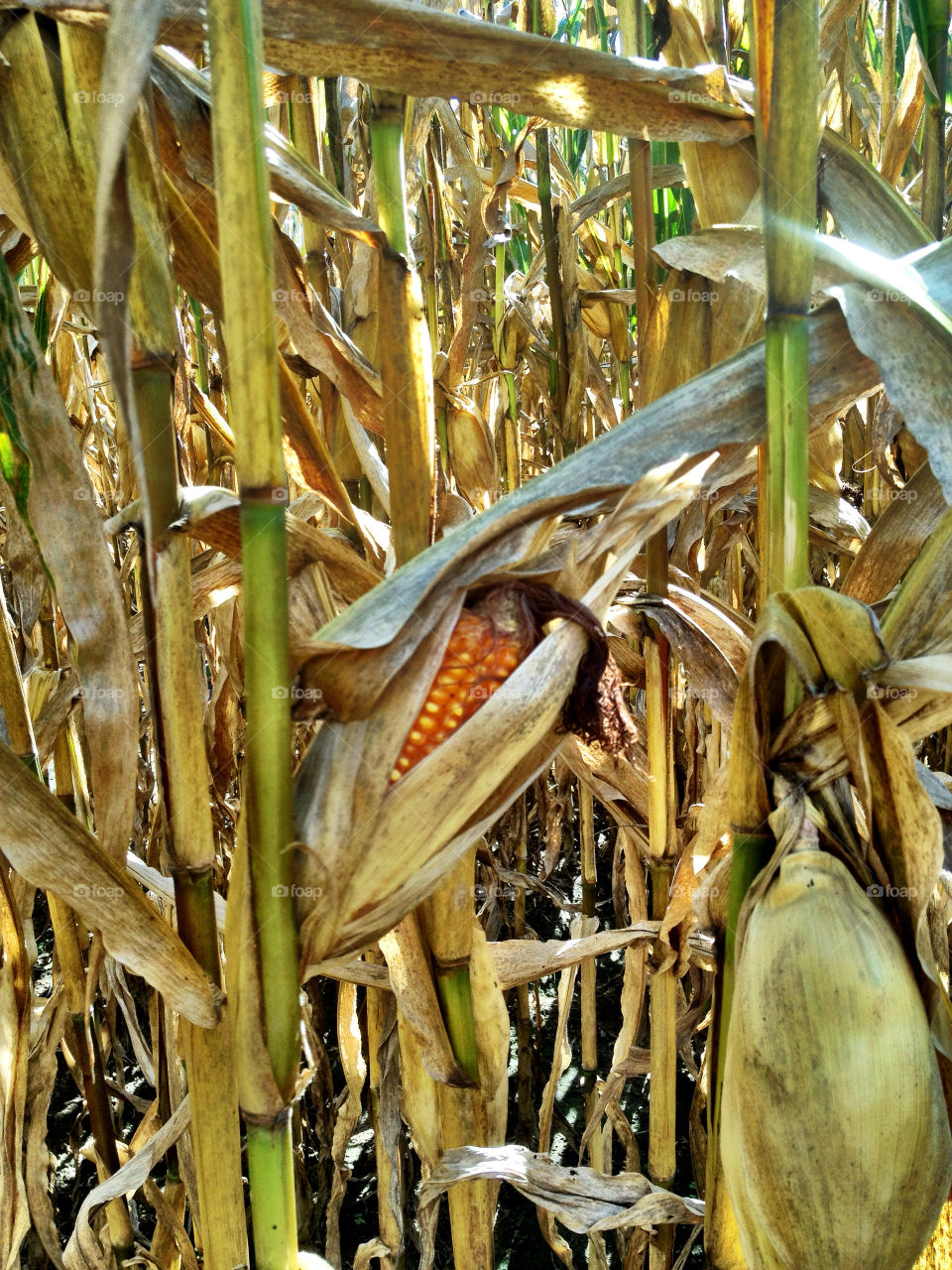 fall iphone corn maze by dustinrogers