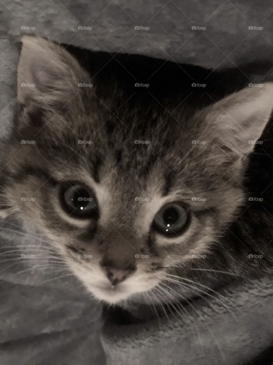 Kitten eyes