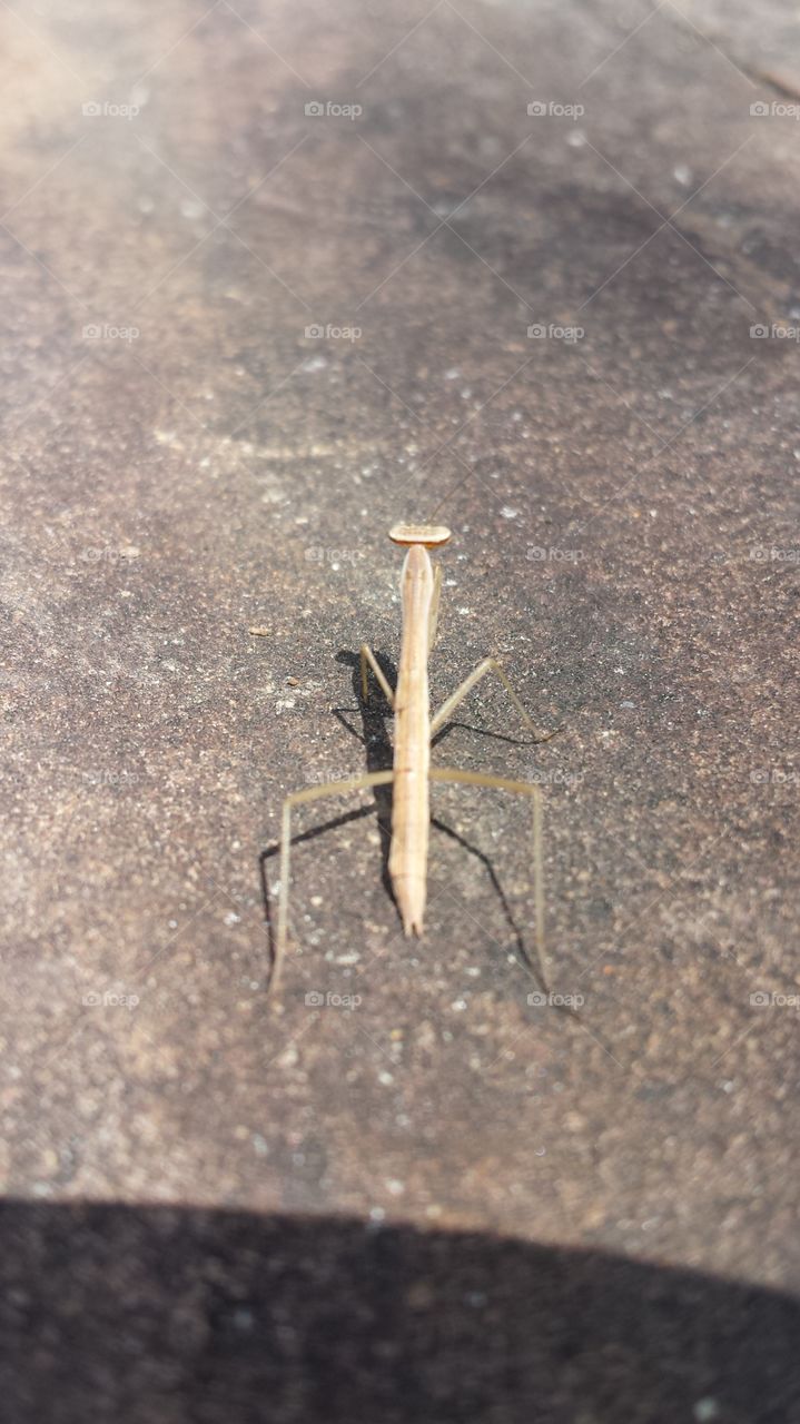 No Person, Nature, Invertebrate, Outdoors, Insect