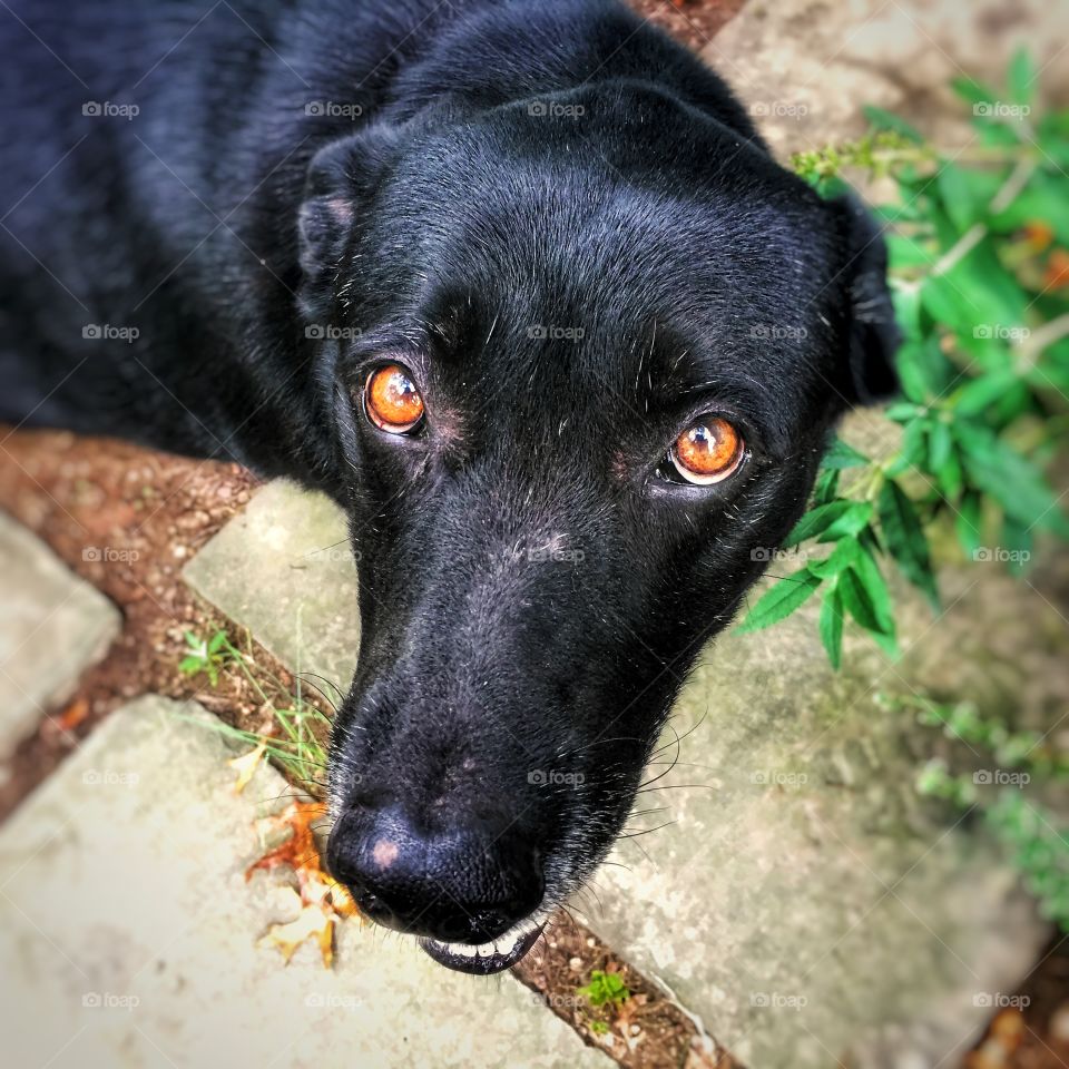 Black dog eyes