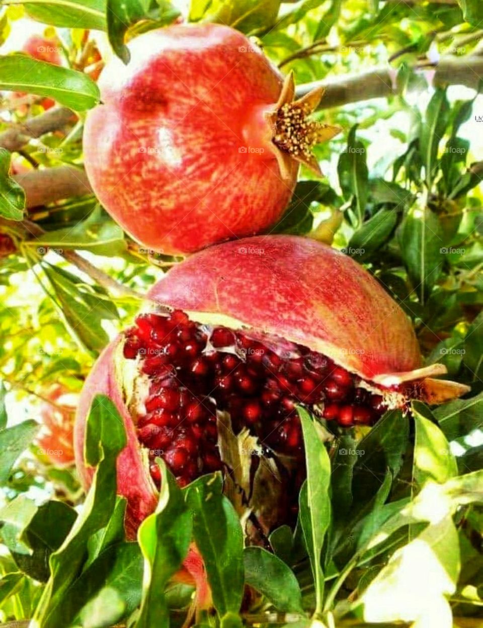 Pomegranate fruit