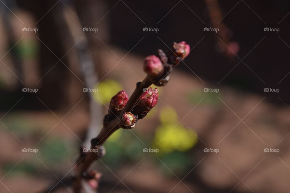 Closeup macro image single branch of apricot tree with its pink buds and blurred background