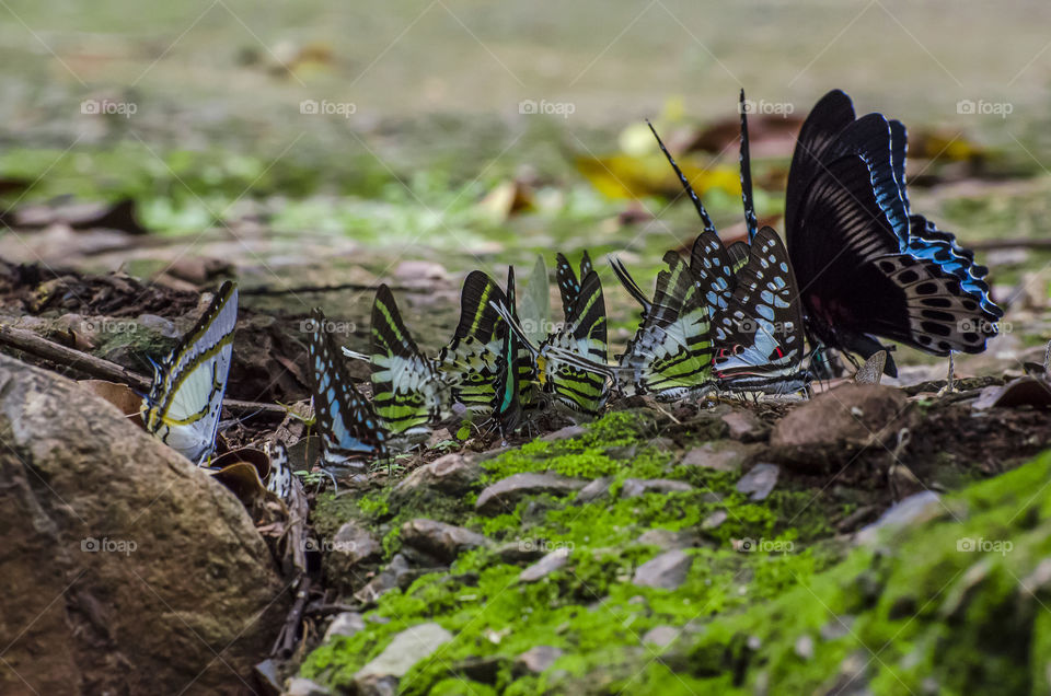 colourful butterflies