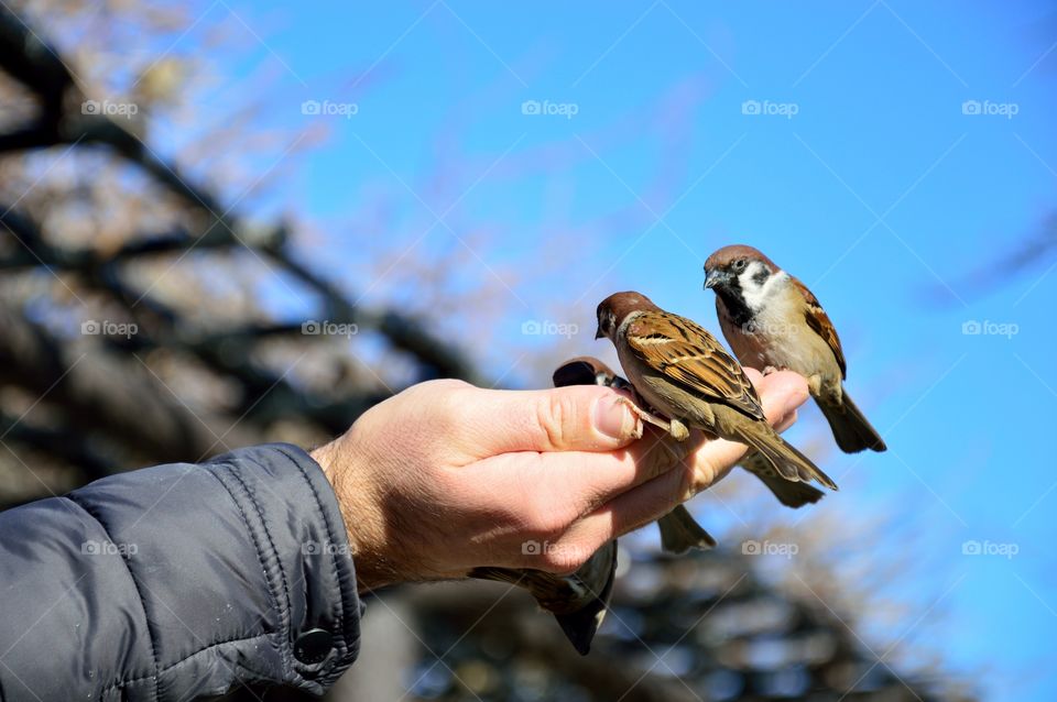 Little birds drawn into the palm of your hand