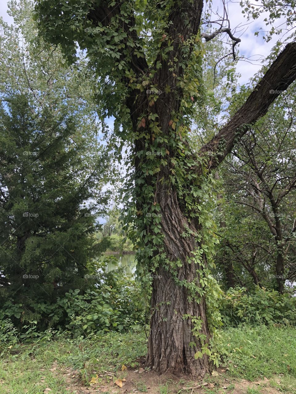 pretty plant growth at the park