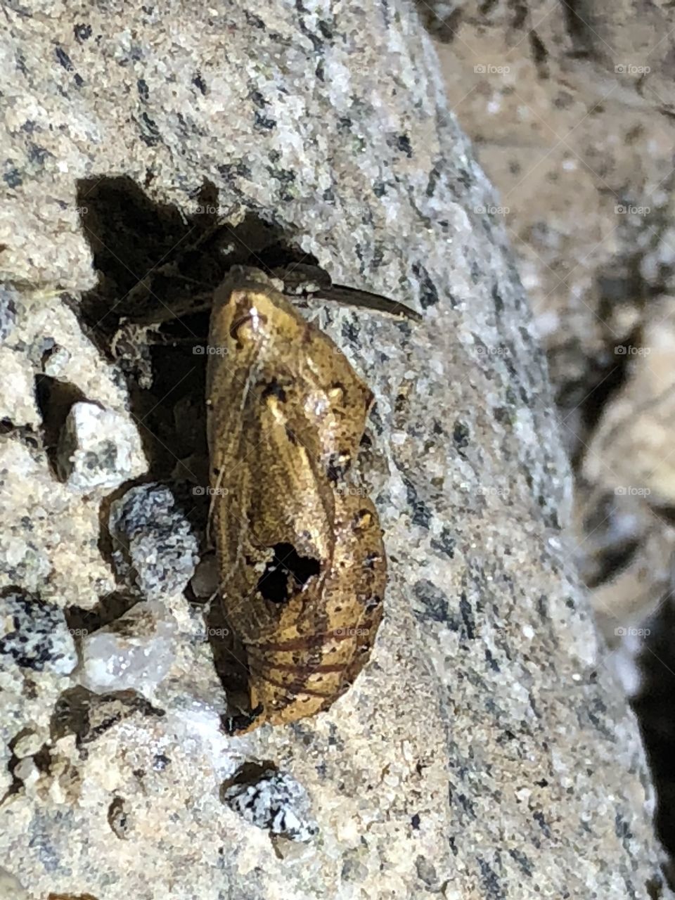 Butterfly chrysalis 