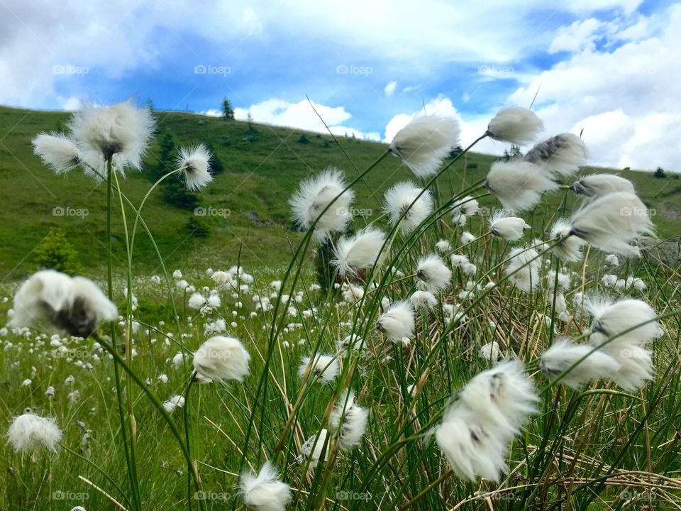 Fluffies in the wind. Spring time