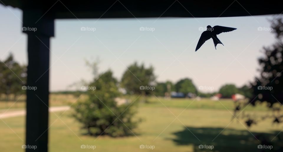 Silhouette of a barn swallow flying out from underneath a porch