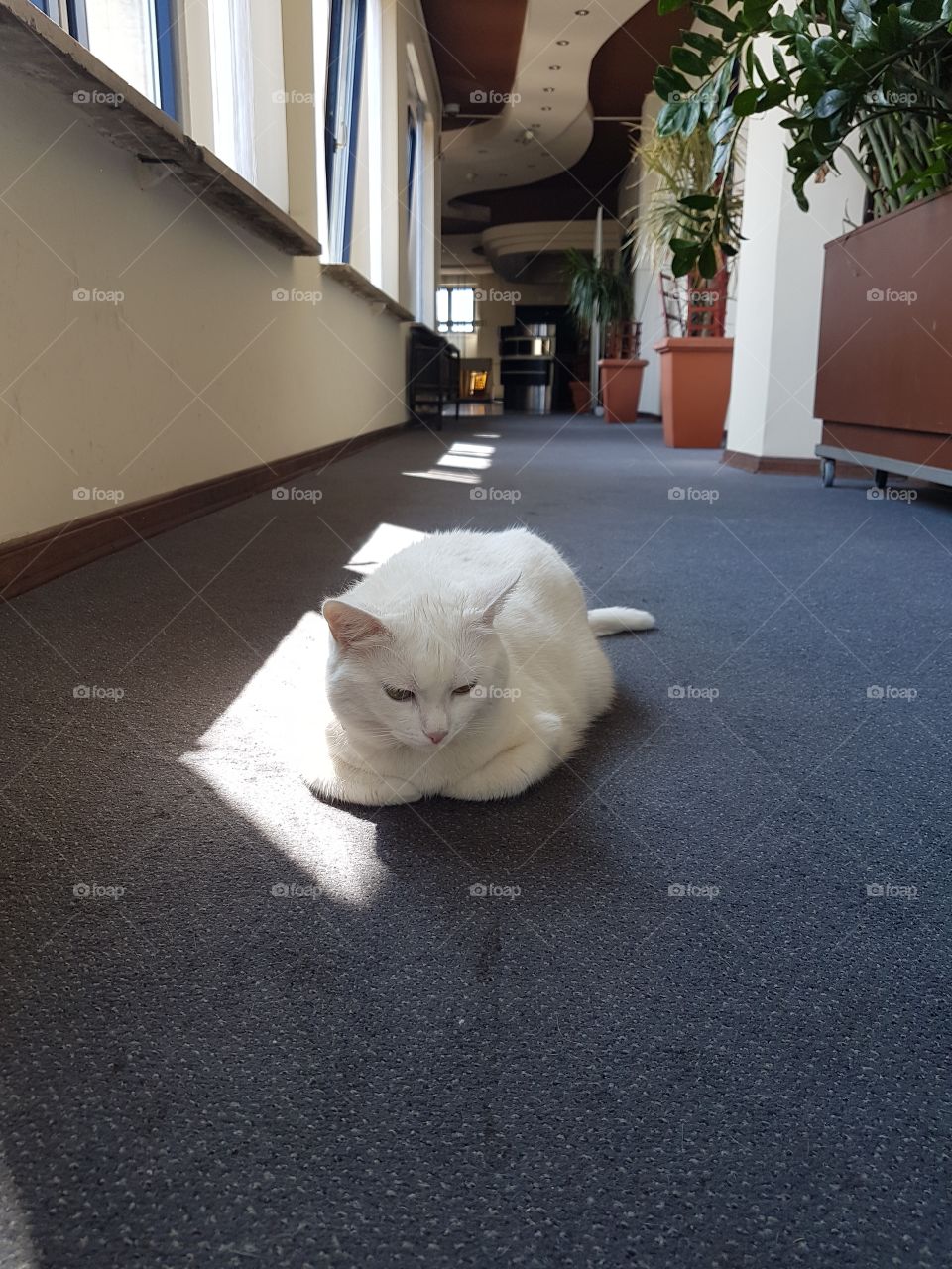 white cat on the carpet