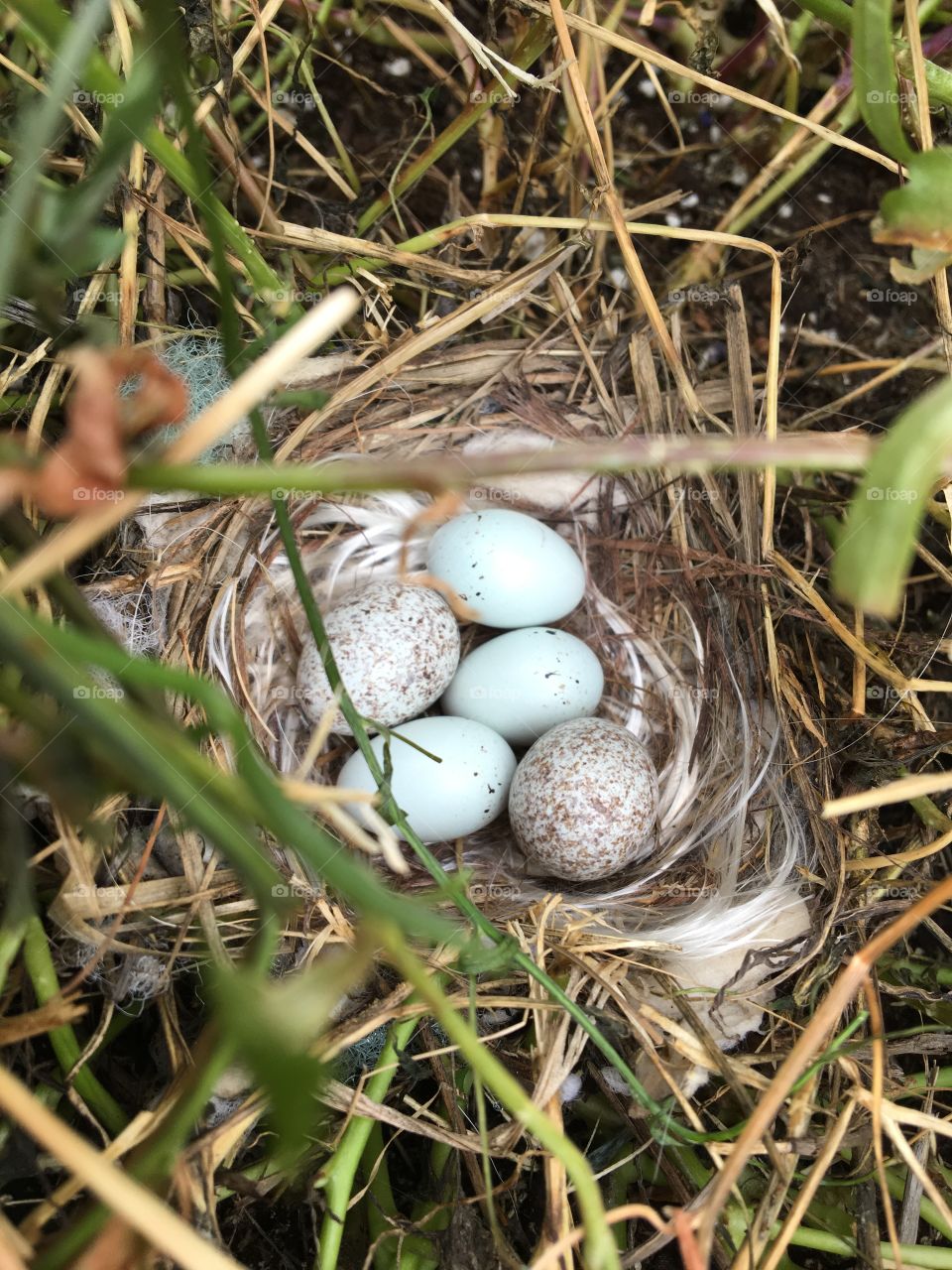 Finch eggs