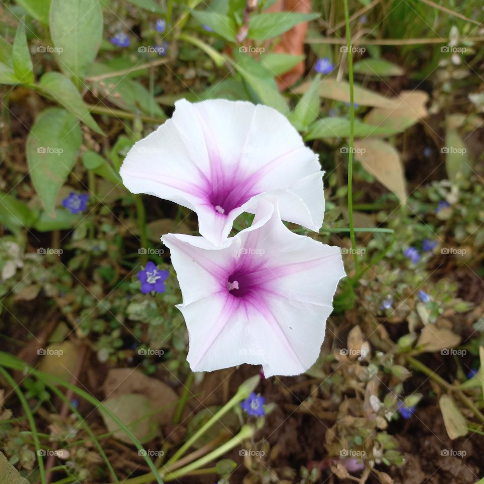 Kale flowers that are blooming and growing wild on the edge of the rice fields