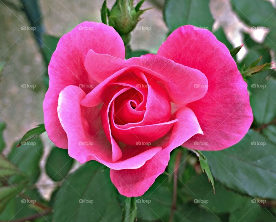 Pink Rose 