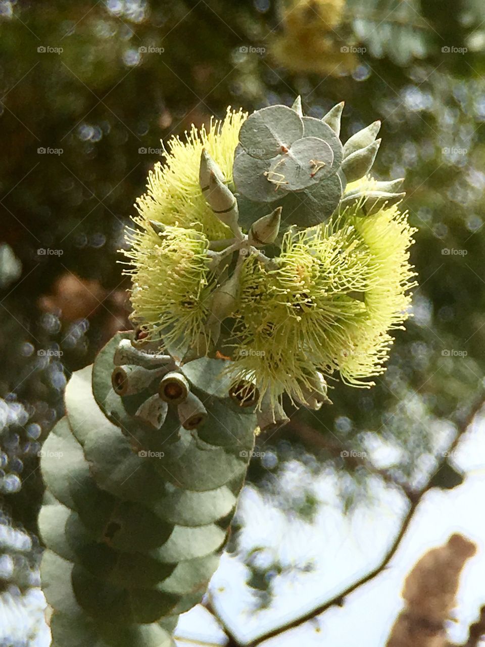 Blooming tropical eucalyptus plant closeup flower 