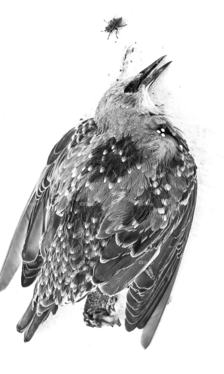 Dead bird