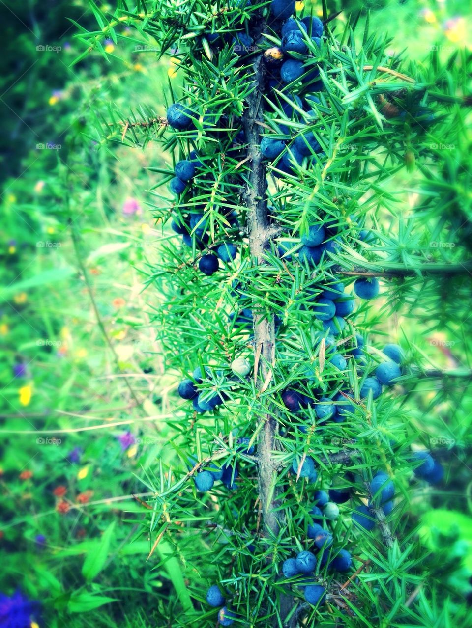 Close-up of fruits on tree