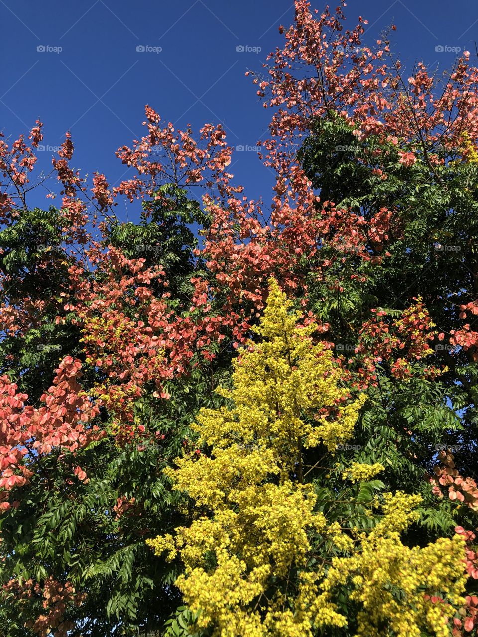 Beautiful Fall Colors in Florida as The Natural World