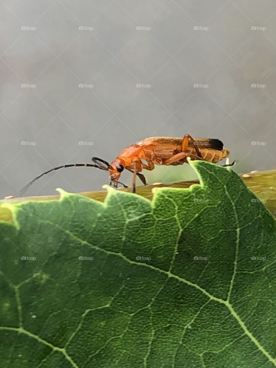 Common red soldier beetle