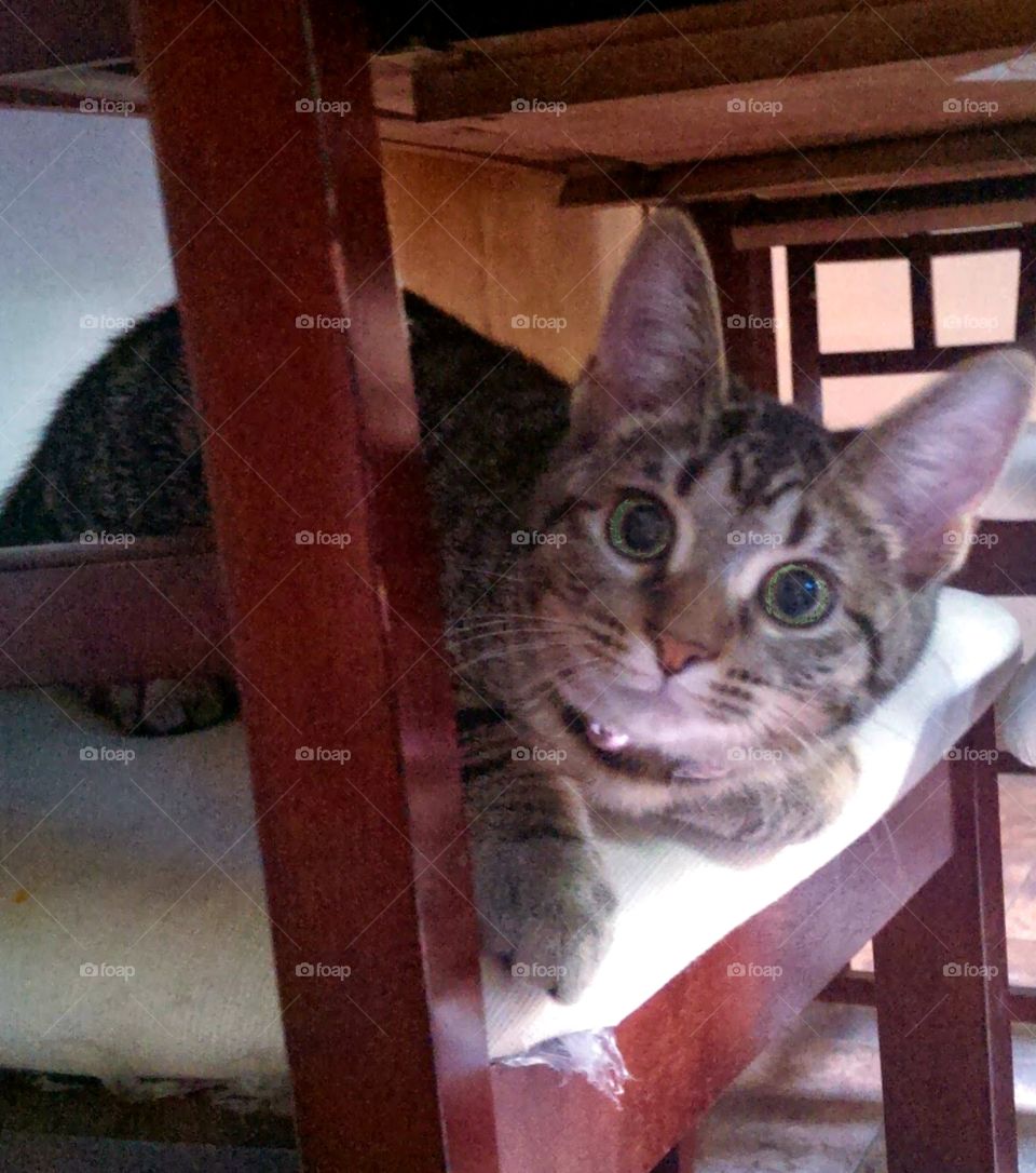 Crazy Kitty! & her catnip