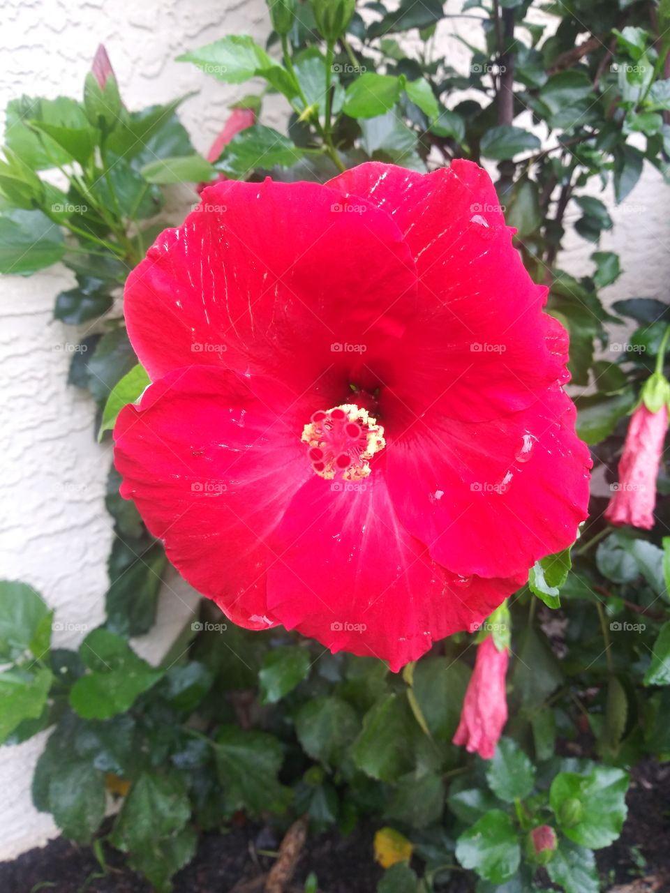 Red flower