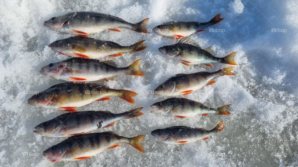 Winter fishing for perch on the ice in Finnish Lapland