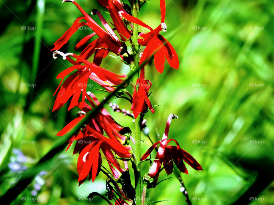 Bright red flower in Smokey Mountain National Park