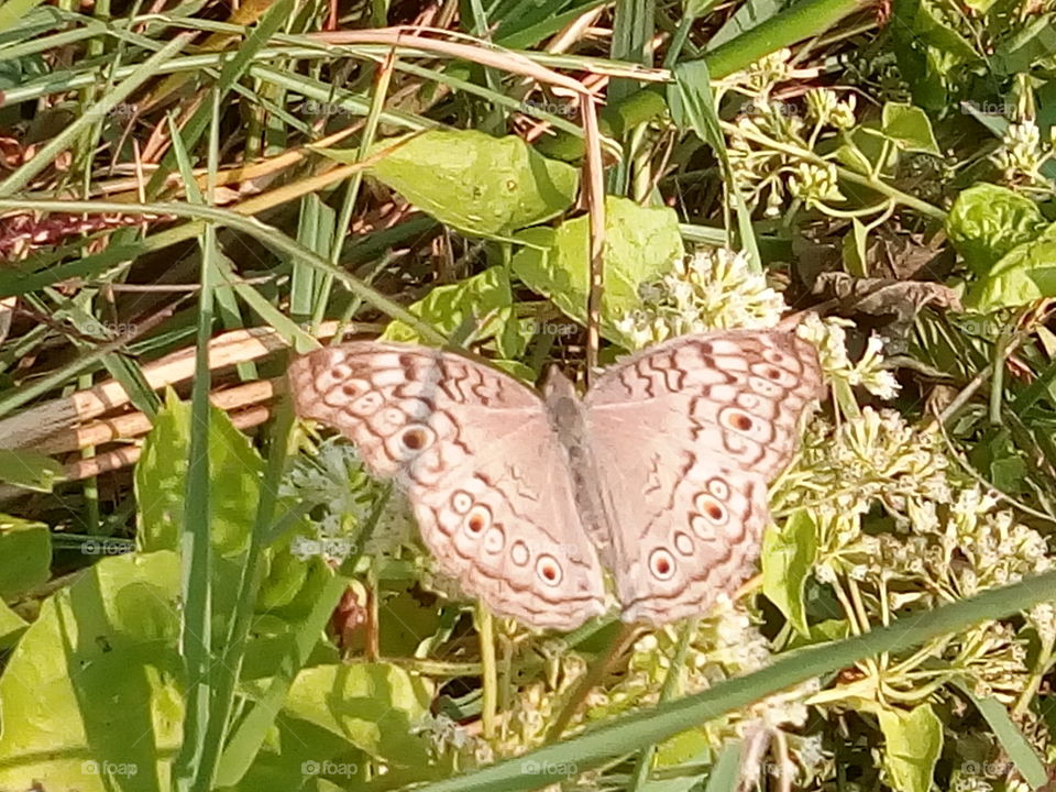 butterfly 2018-01-16 024 
#আমার_চোখে #আমার_গ্রাম #nature #butterfly #animalia #arthropoda #insecta #lepidoptera
