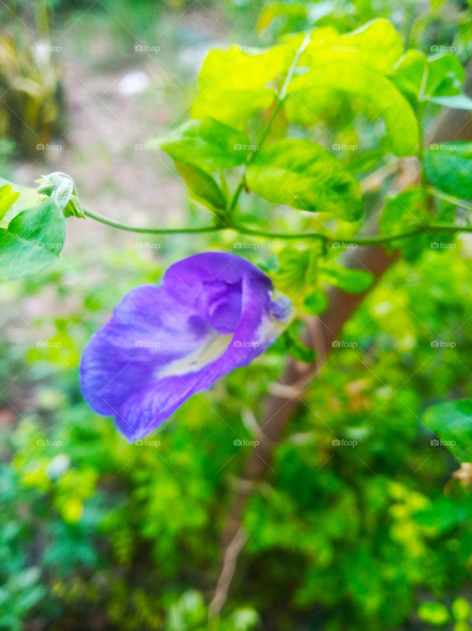 Flowers are the way of express your emotions