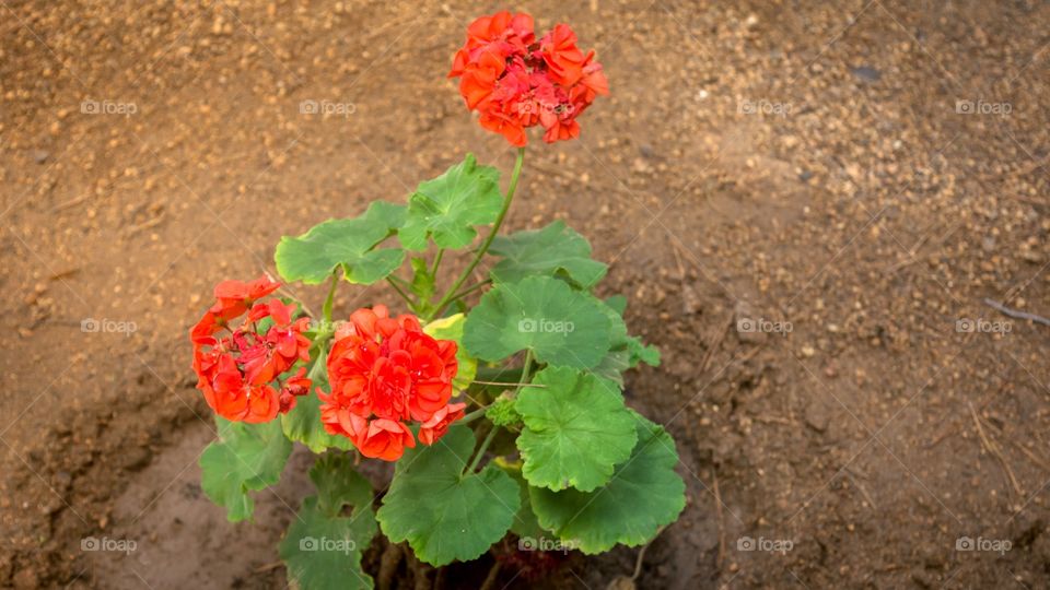 Three red flowers 