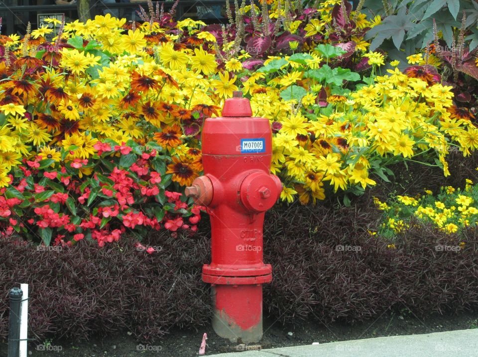 Fire hydrant . Fire hydrant and flowers 