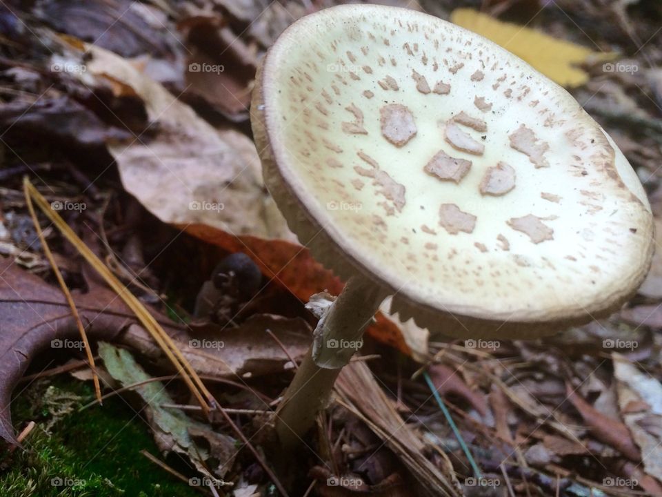 Rhode Island mushroom 