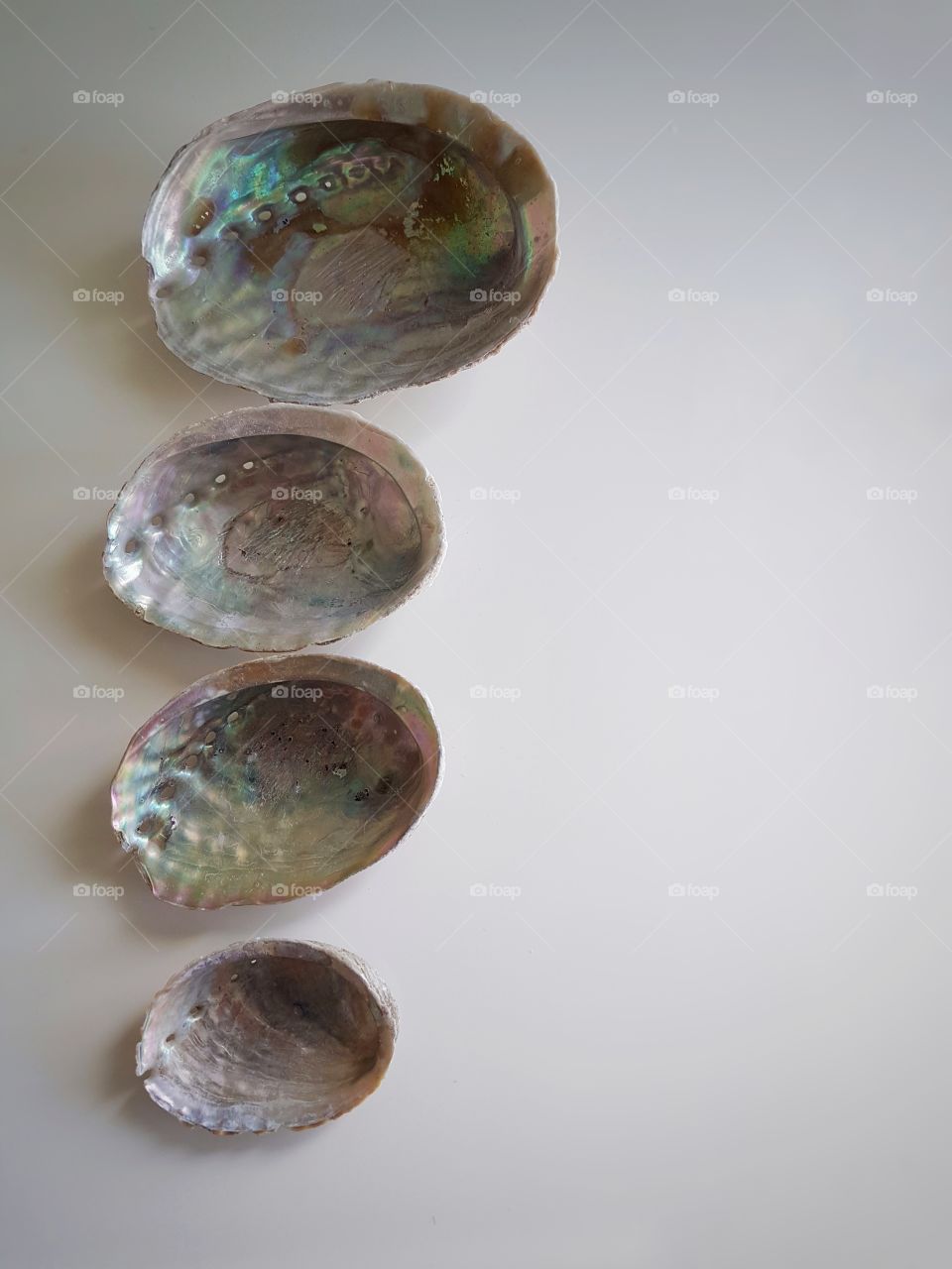 Paua Shells nz