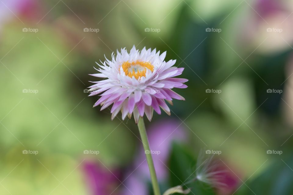 Macro photography of small flower
