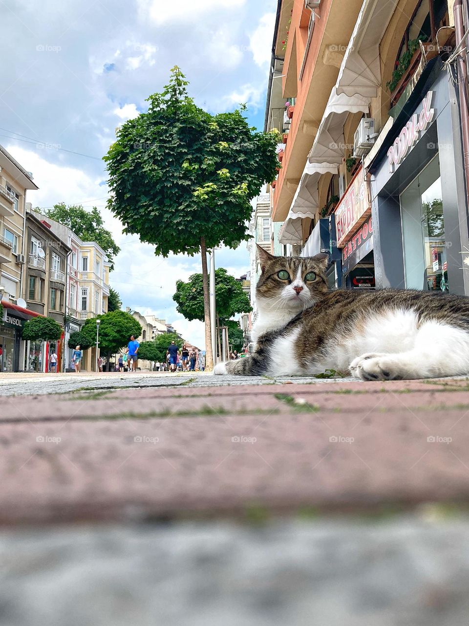 Cat lying on the street 