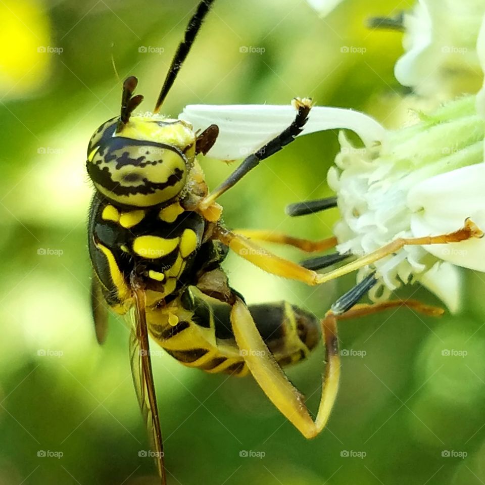 Insect, Nature, Bee, Animal, Antenna
