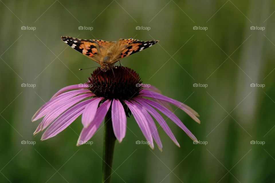 Close-up of butterfly pollinating a pink echinacea flower against green bokeh background. 