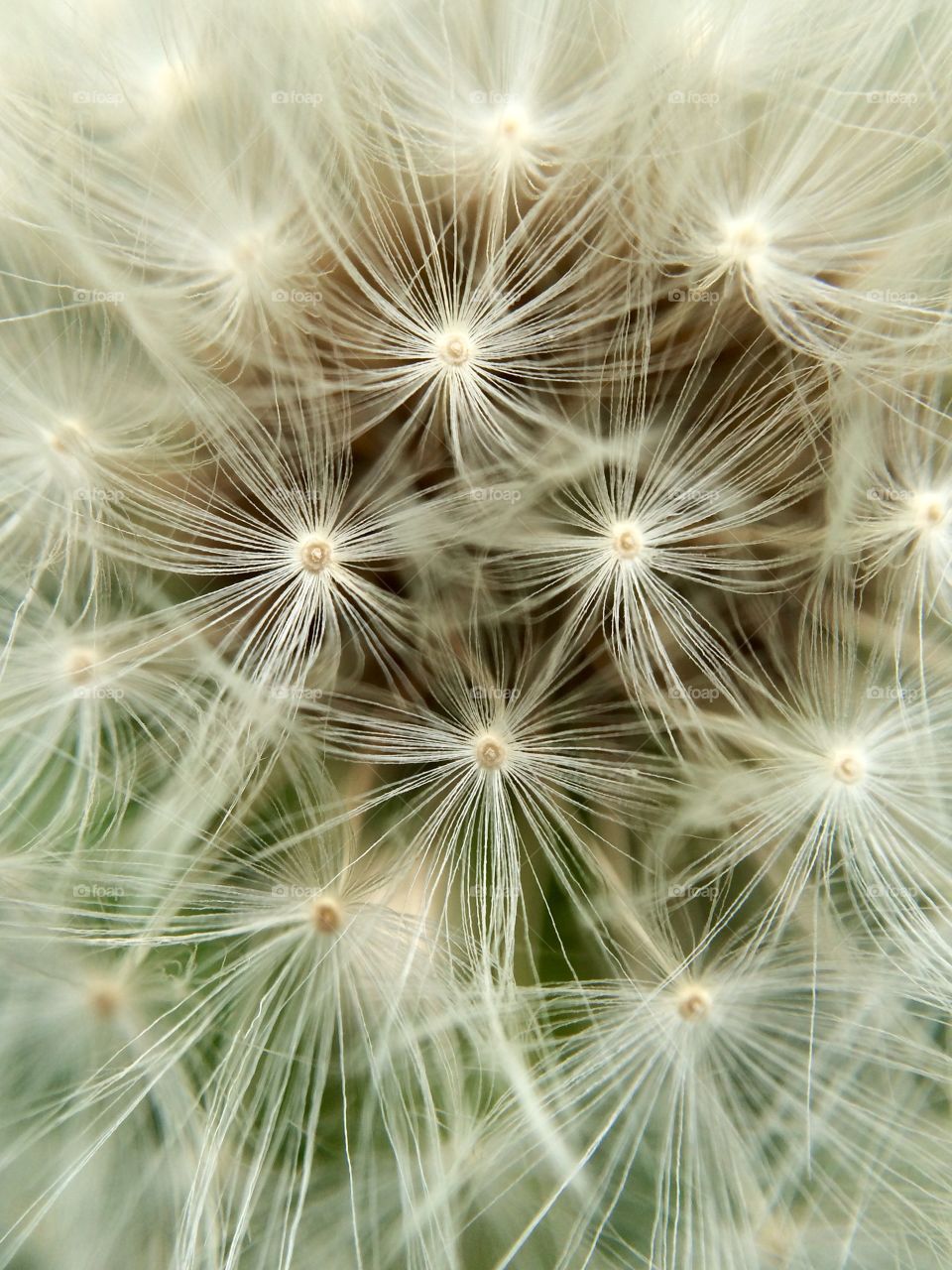 I took this photo whilst out for a walk. It was a large dandelion clock growing by the roadside. 
I love how the seeds look like little pearls.