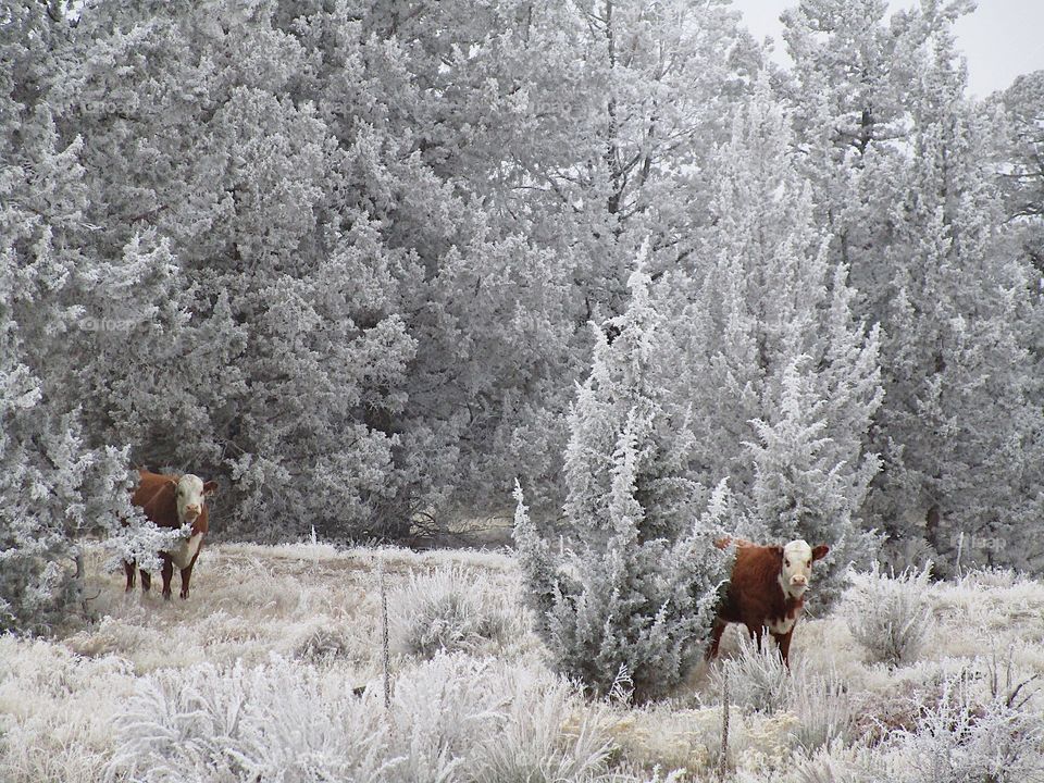 A cow in the cold winter morning frost on the ground, bushes, and juniper trees in Central Oregon. 