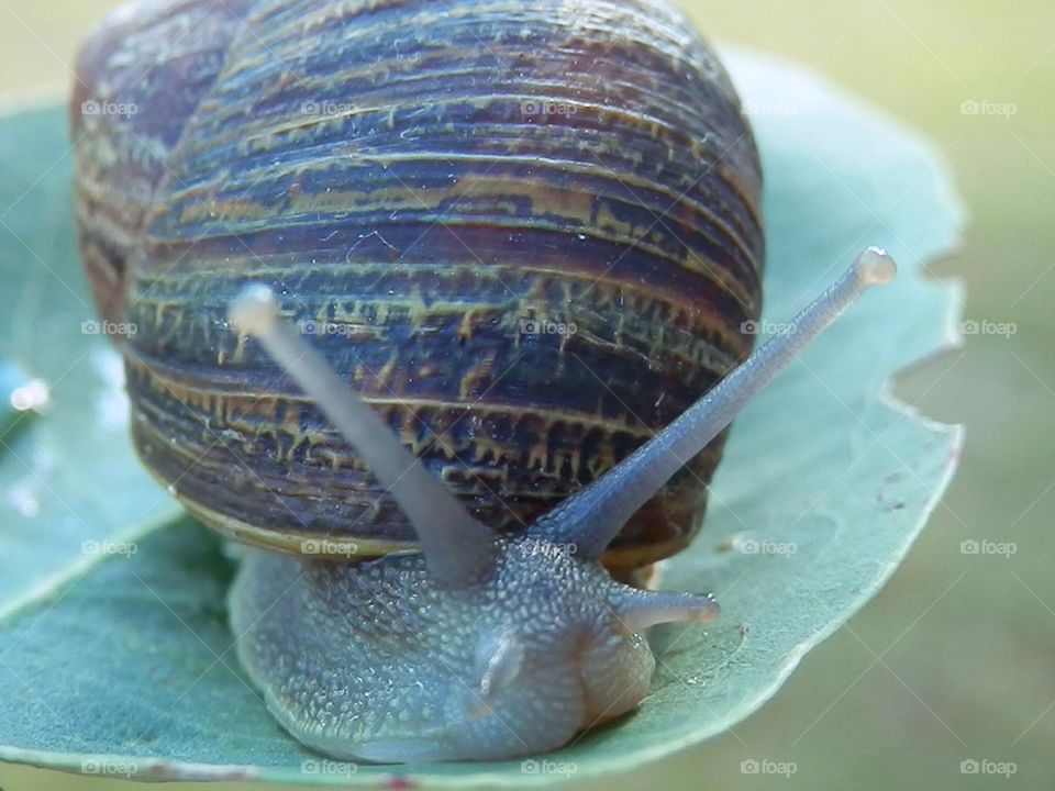 Snail
