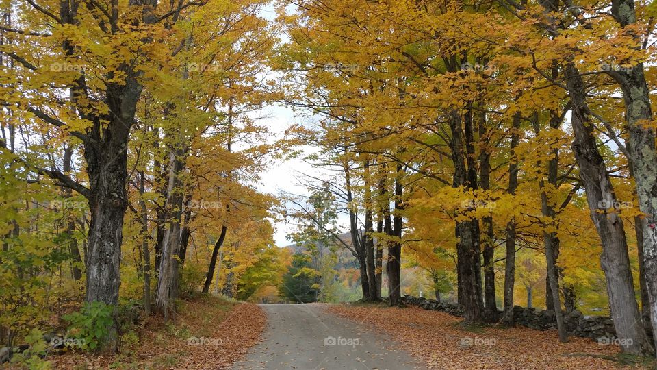 Fall Foilage Scenic Drive in Vermont