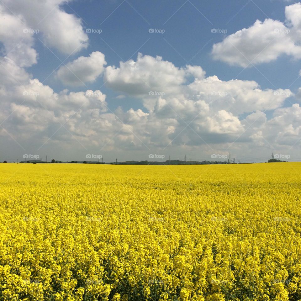 Yellow field with flowering rapeseed and blue sky with clouds in Czech republic.