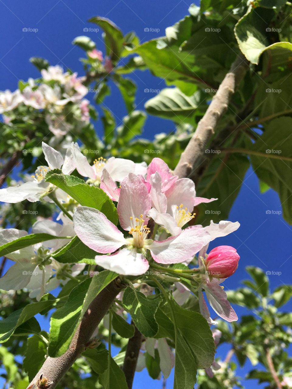 Apple blossoms 