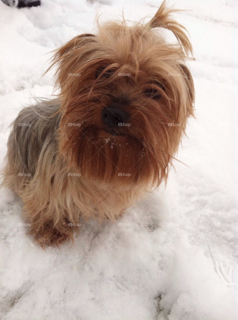 Yorkie in Snow