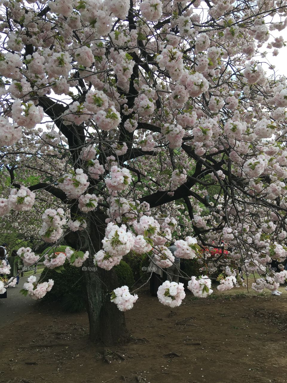 Cherryblossom♡Sakura are in full bloom